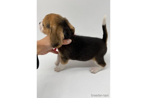 成約済の愛知県のビーグル-269839の4枚目