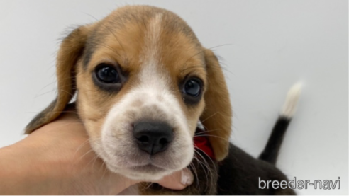 成約済の愛知県のビーグル-269839の1枚目