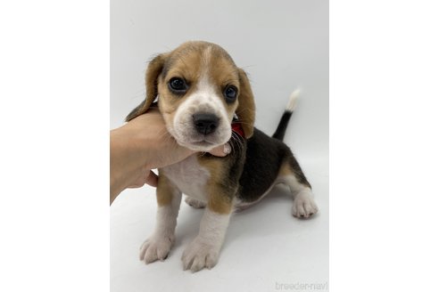 成約済の愛知県のビーグル-269839の2枚目