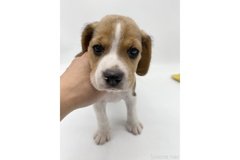 成約済の愛知県のビーグル-269845の5枚目