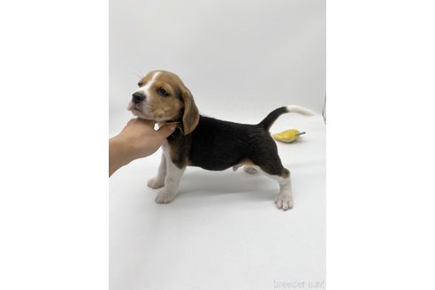 成約済の愛知県のビーグル-269845の4枚目