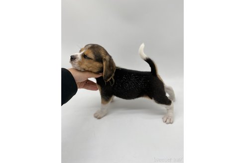 成約済の愛知県のビーグル-269836の4枚目