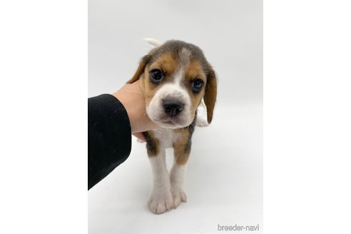 成約済の愛知県のビーグル-269836の2枚目