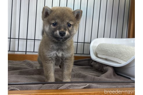 成約済の岡山県の柴犬-268721の5枚目