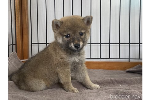 成約済の岡山県の柴犬-268721の1枚目