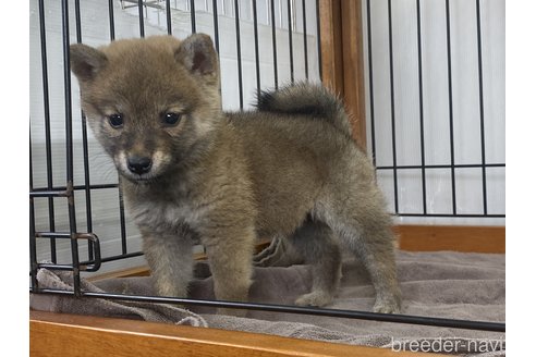 成約済の岡山県の柴犬-268721の3枚目