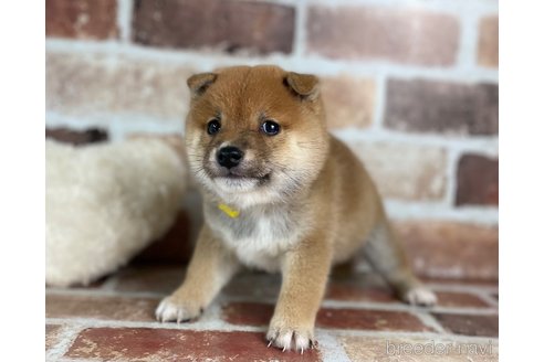 成約済の福岡県の豆柴-270695の6枚目