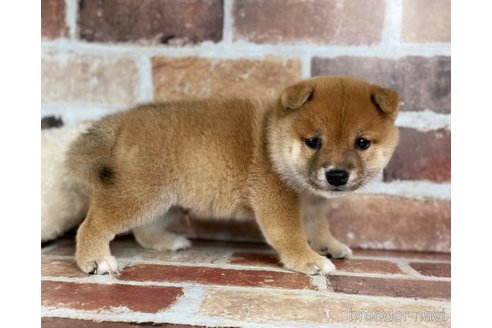 成約済の福岡県の豆柴-270695の2枚目