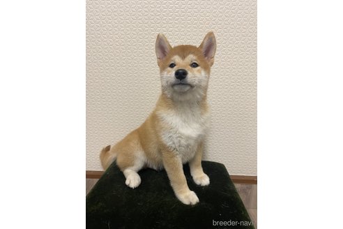 商談中の滋賀県の柴犬-253911の2枚目