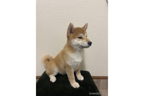 成約済の滋賀県の柴犬-253911の4枚目