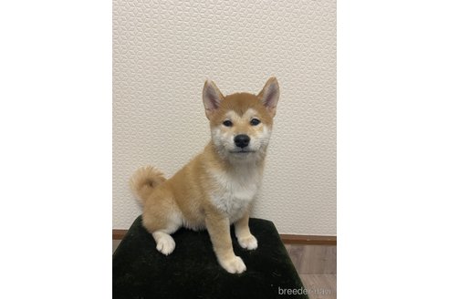 商談中の滋賀県の柴犬-253911の1枚目