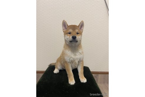 成約済の滋賀県の柴犬-253910の1枚目