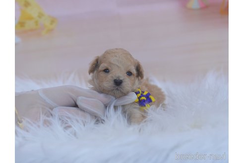 成約済の埼玉県のミックス犬-270700の18枚目