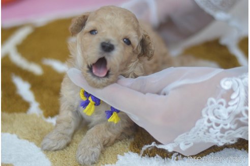 成約済の埼玉県のミックス犬-270700の17枚目