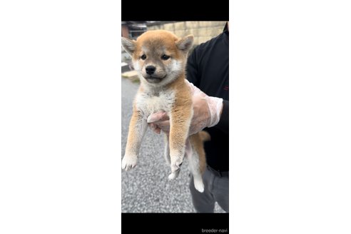成約済の滋賀県の柴犬-268842の3枚目