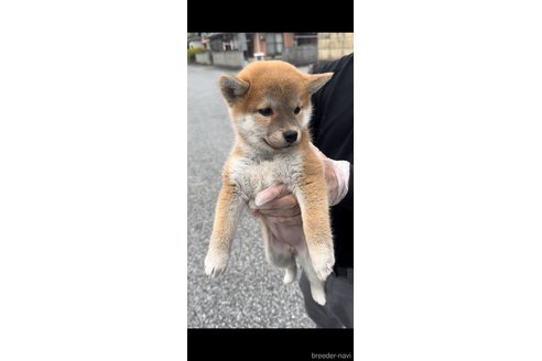 成約済の滋賀県の柴犬-268842の2枚目