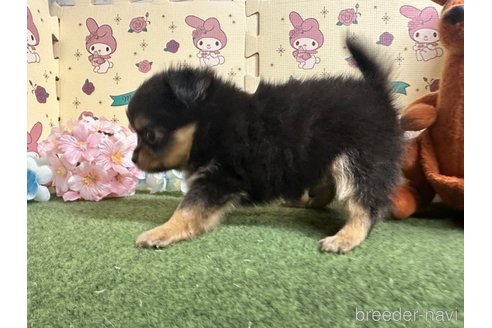 成約済の栃木県のチワワ(ロングコート)-270718の11枚目