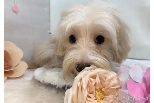 成約済の東京都のミックス犬-246608の28枚目