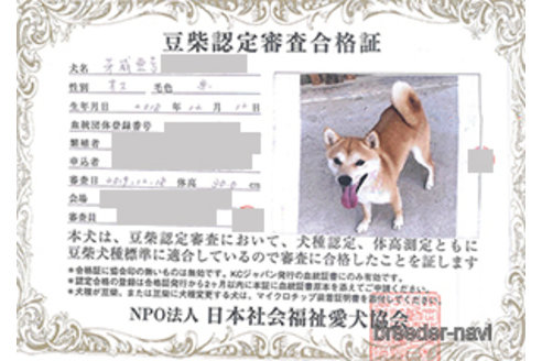 成約済の神奈川県の豆柴-266732の7枚目
