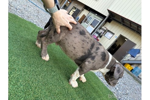 成約済の千葉県のアメリカンブリー-264718の9枚目
