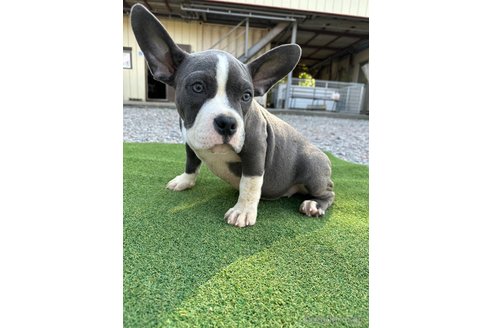 成約済の千葉県のアメリカンブリー-264717の1枚目