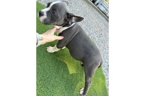 成約済の千葉県のアメリカンブリー-264717の3枚目