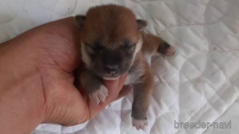 成約済の山口県の柴犬-270828の1枚目