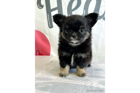成約済の岡山県のチワワ(ロングコート)-270859の3枚目