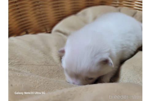 成約済の千葉県のポメラニアン-272790の18枚目