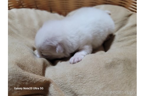 成約済の千葉県のポメラニアン-272790の17枚目
