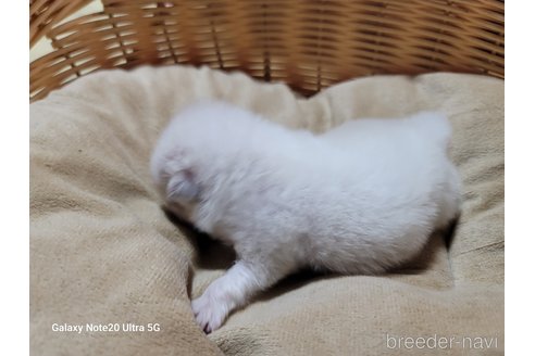 成約済の千葉県のポメラニアン-272790の16枚目