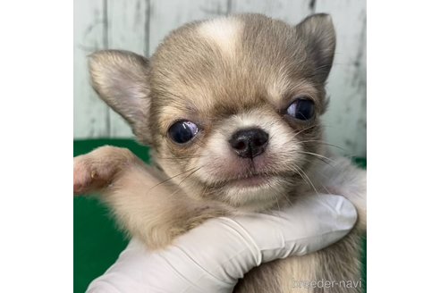 成約済の茨城県のチワワ(ロングコート)-270941の22枚目