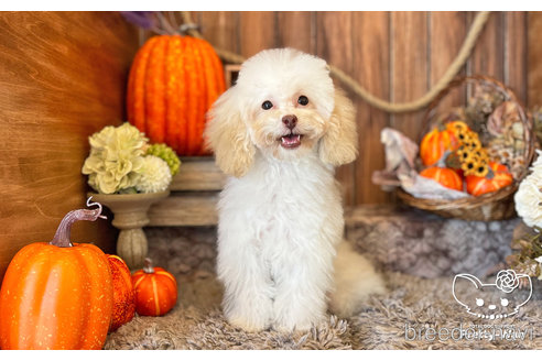 成約済の愛知県のトイプードル-245720の2枚目