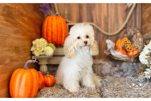 成約済の愛知県のトイプードル-245720の3枚目