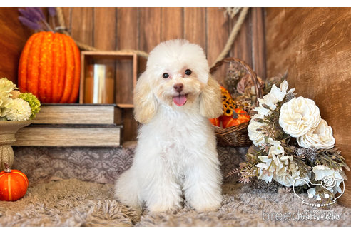 成約済の愛知県のトイプードル-245720の4枚目