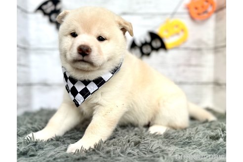成約済の埼玉県の柴犬-267176の3枚目