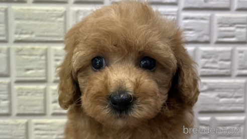 成約済の熊本県のトイプードル-271020