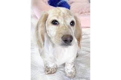 成約済の神奈川県のミニチュアダックスフンド(ロングヘアード)-269575の1枚目