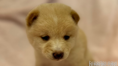 成約済の静岡県の柴犬-271050の1枚目