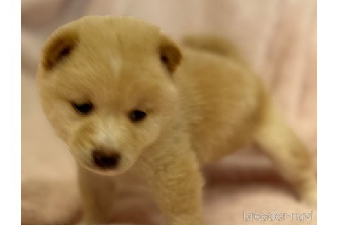 成約済の静岡県の柴犬-271050の3枚目