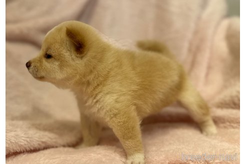 成約済の静岡県の柴犬-271050の2枚目