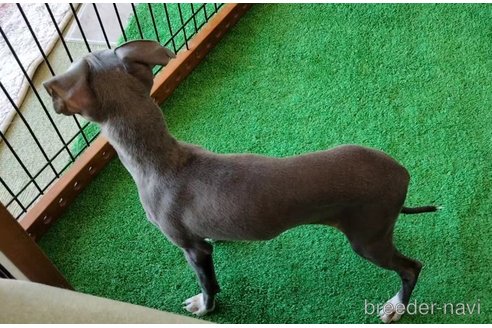 販売中の千葉県のイタリアングレーハウンド(イタグレ)-257492の3枚目