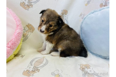 成約済の香川県のシェットランドシープドッグ(シェルティ)-271067の12枚目