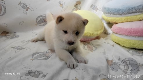 成約済の香川県の豆柴-271072の43枚目