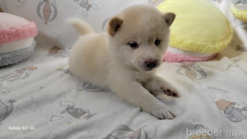成約済の香川県の豆柴-271072の36枚目
