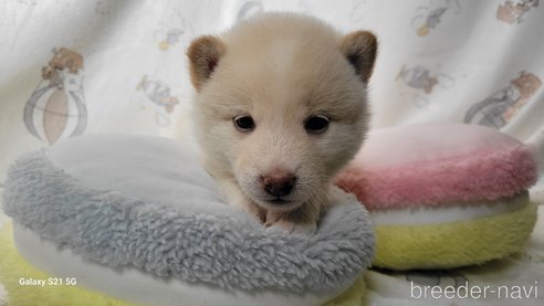 成約済の香川県の豆柴-271072の32枚目