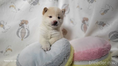 成約済の香川県の豆柴-271072の29枚目