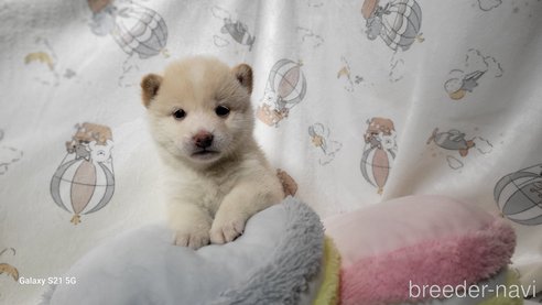 成約済の香川県の豆柴-271072の28枚目