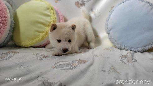 成約済の香川県の豆柴-271072の26枚目