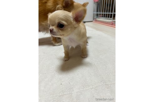 成約済の千葉県のチワワ(ロングコート)-265092の46枚目